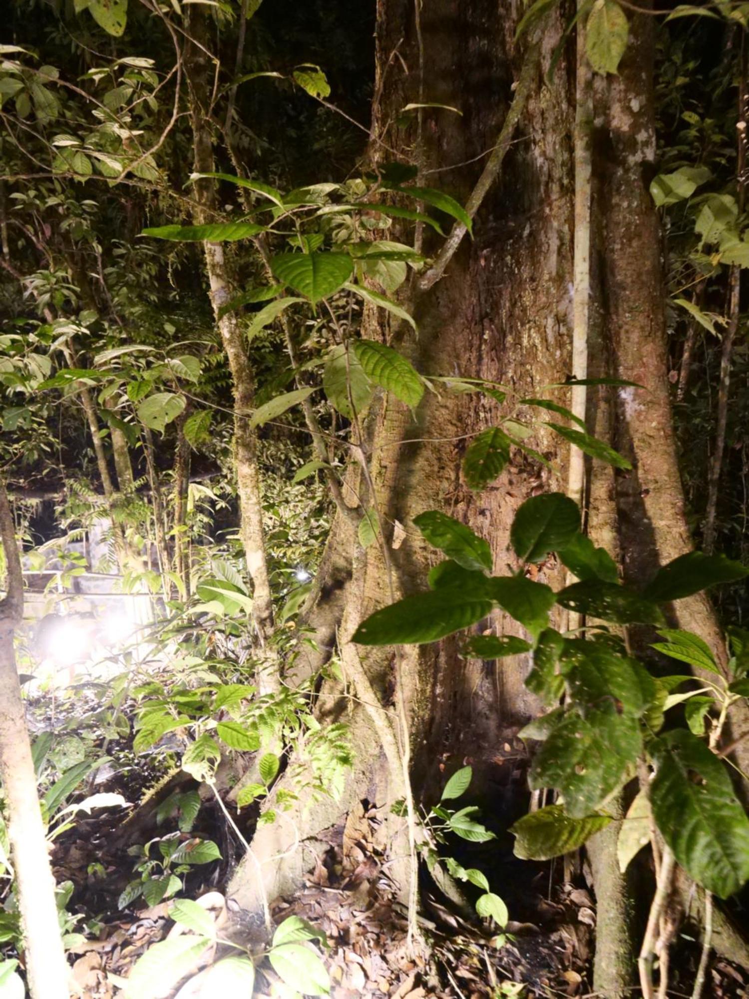 Arahuana Jungle Resort & Spa 테나 외부 사진